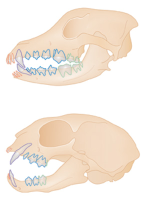 Canine-and-feline-skulls