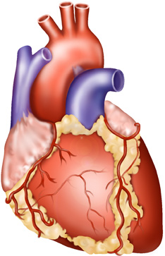 Coronary-arteries