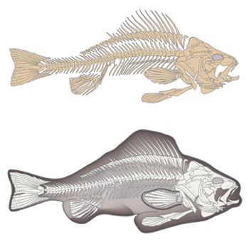 Fish-skeleton