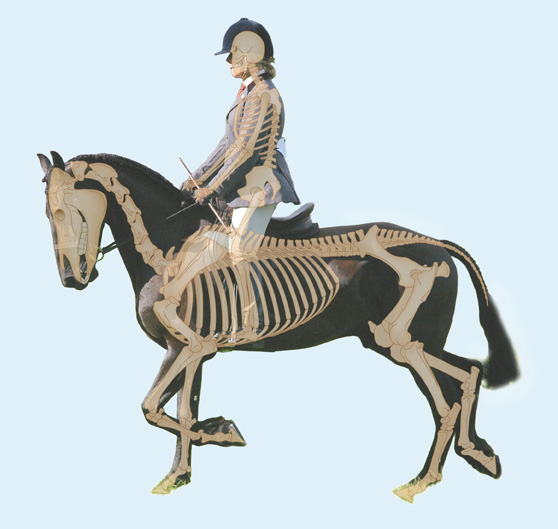 Horse-and-skeleton-combined
