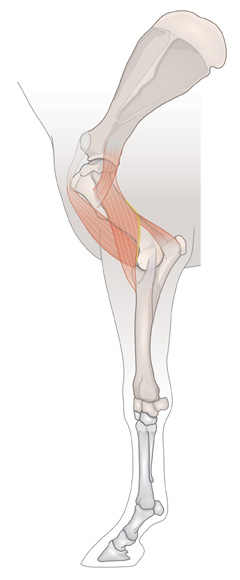 Muscles-and-tendons