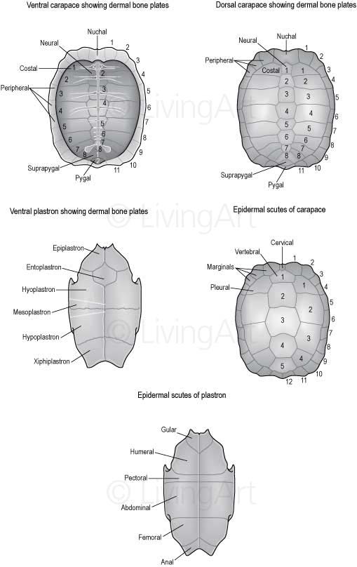 NEW-Carapace-misc