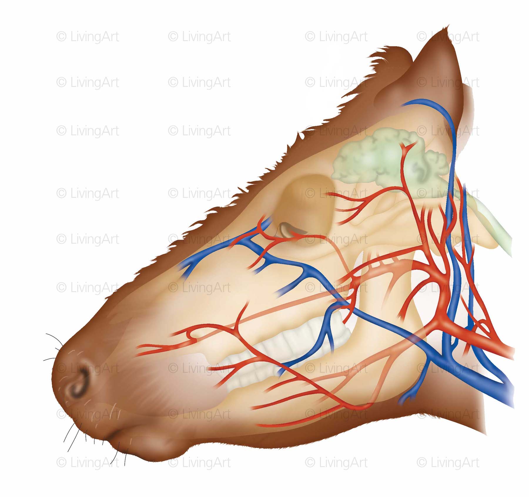 NEW-Cattle-head-anatomy