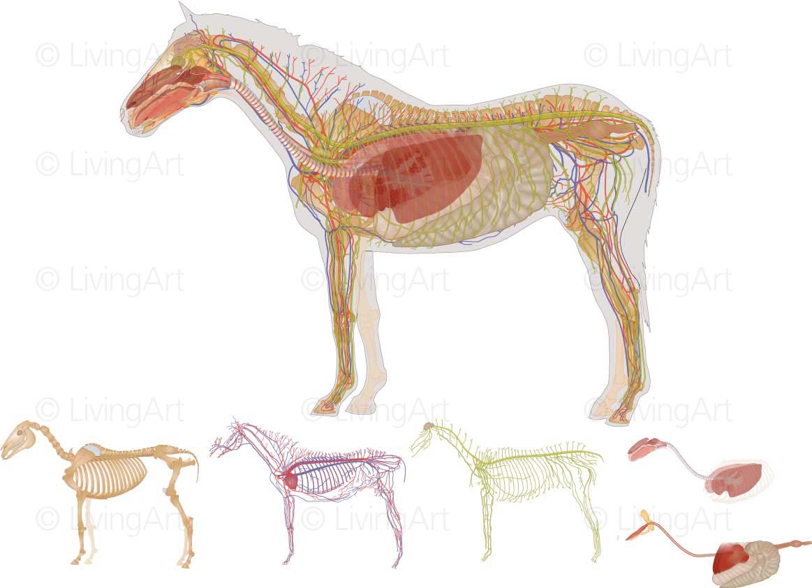NEW-Equine-All-Body-Systems