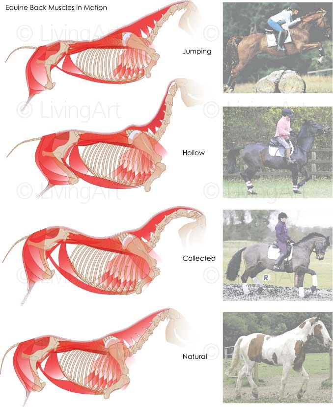 NEW-Equine-Back-Muscles-in-Motion