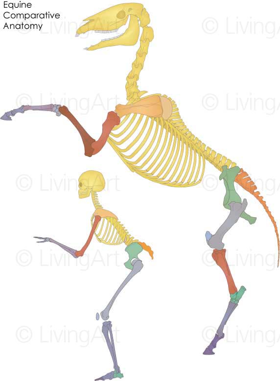 NEW-Equine-Comparative-Anatomy