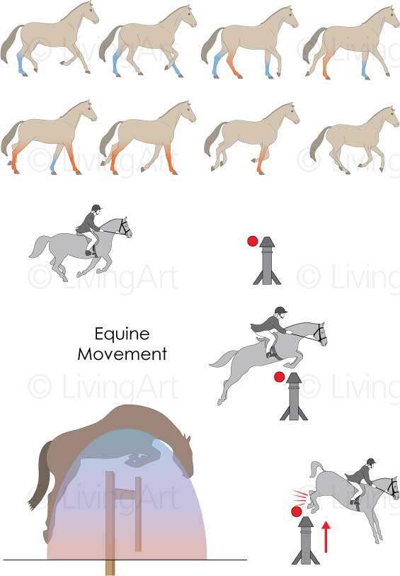 NEW-Equine-Movement