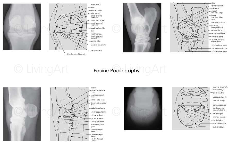 NEW-Equine-Radiography