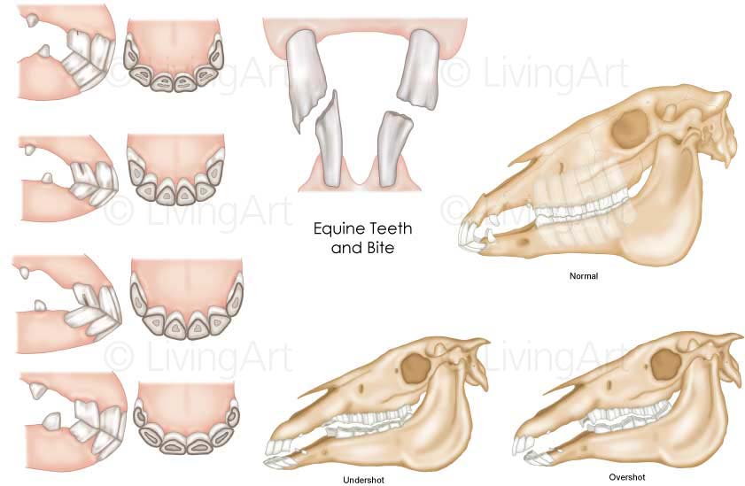 NEW-Equine-teeth-and-bite
