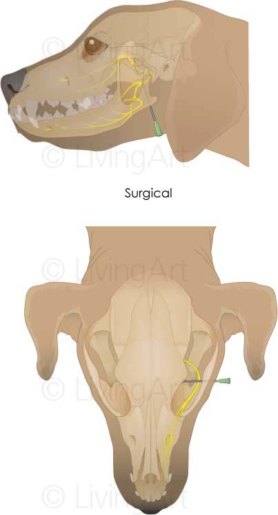 NEW-Surgical-1
