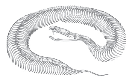 Snake-skeleton