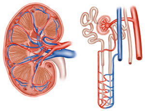 Structure-of-kidney-and-nep