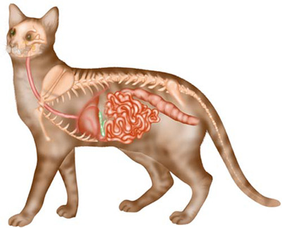 feline-Digestive-System