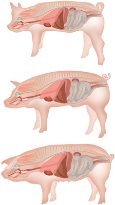 pig-anatomy
