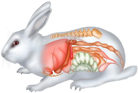 rabbit-anatomy