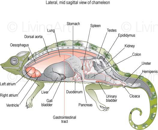 Chameleon Anatomy Anatomy GRDAI